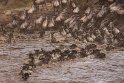 037 Masai Mara